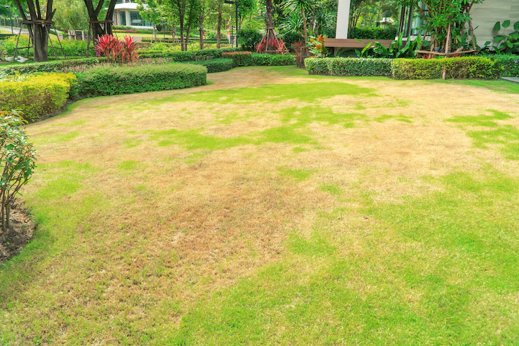 Dying Brown Grass - K-Guard Heartland