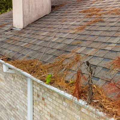 Roof covered with pine needles and debris showing moisture retention and potential damage from tree coverage