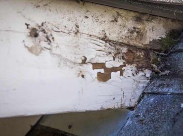 Wood Damage on White Painted Wood - K-Guard Heartland