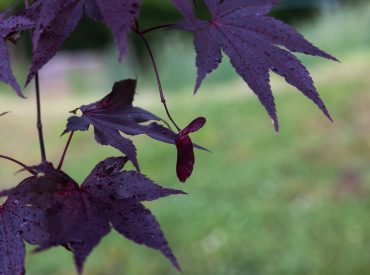 How to Keep Red Maple Helicopters Out of Your Gutter System