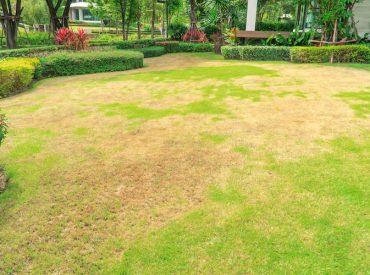 Dying Brown Grass - K-Guard Heartland