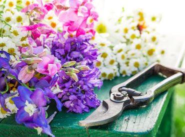 Beautiful flowers in garden