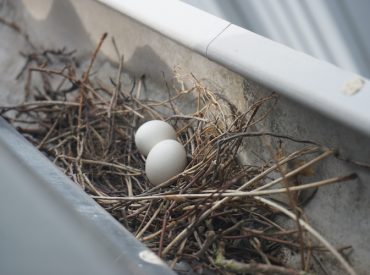 eggs in gutter