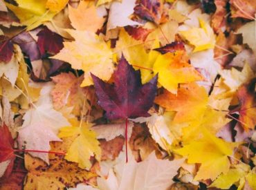 fallLeaves
