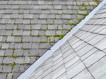 roof algae