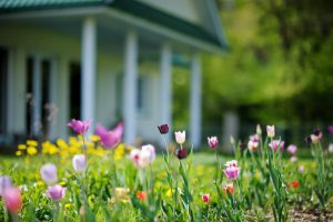 Beautiful,Colorful,Tulips,In,Front,Of,A,Big,House