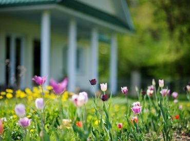 Beautiful,Colorful,Tulips,In,Front,Of,A,Big,House
