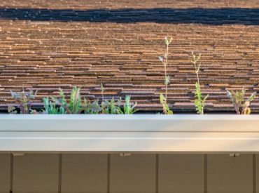 shutterstock_1356492038 plants in gutter