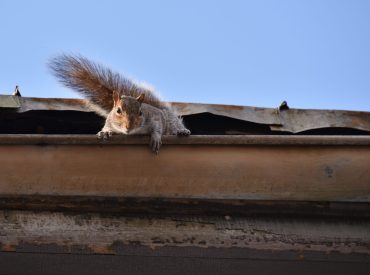 Squirrel Living in a Home's Gutter System - K-Guard Heartland