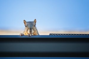 Squirrel,Peeking,Out,From,The,Gutter,Edge,On,The,Roof.
