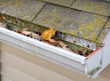 Roof,Gutter,With,Mold,And,Mildew,And,Full,Of,Leaves. Roof,Gutter,With,Mold,And,Mildew,And,Full,Of,Leaves.