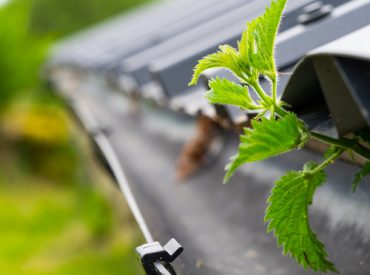 shutterstock_664741150 sprout in gutter