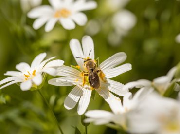 Macro detail of the spring meadow greater starwort or Stellaria holostea white flowers with yellow anthers and honey bee collecting pollen